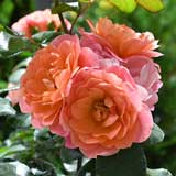 バラ シューガーキャンディーローズ｜花の手帖の薔薇図鑑