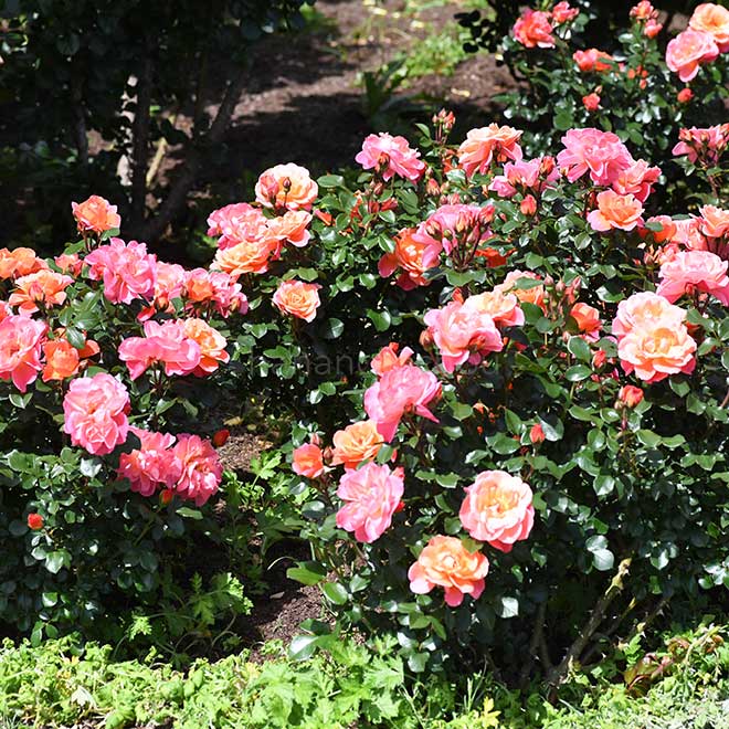 バラ シュガー キャンディ ローズ｜花の手帖の薔薇図鑑