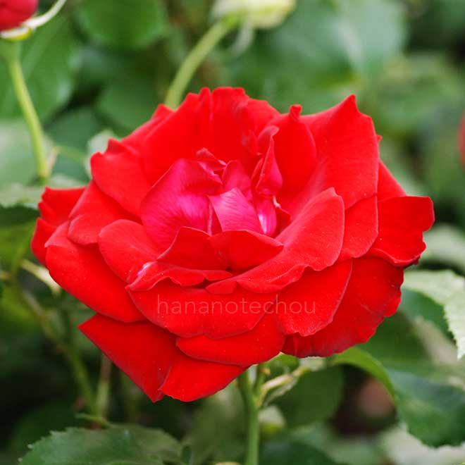 バラ サルタン カブース｜花の手帖の薔薇図鑑