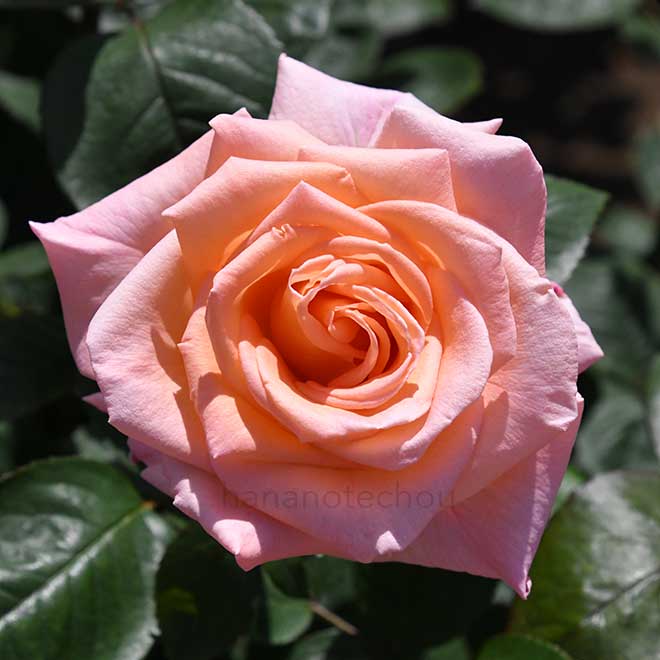 バラ サマー ドリーム｜花の手帖の薔薇図鑑