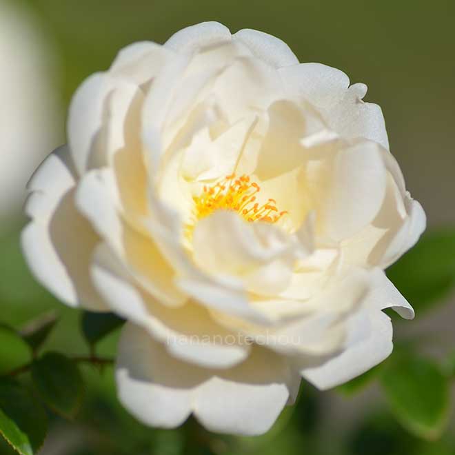 バラ サマー メモリーズ｜花の手帖の薔薇図鑑