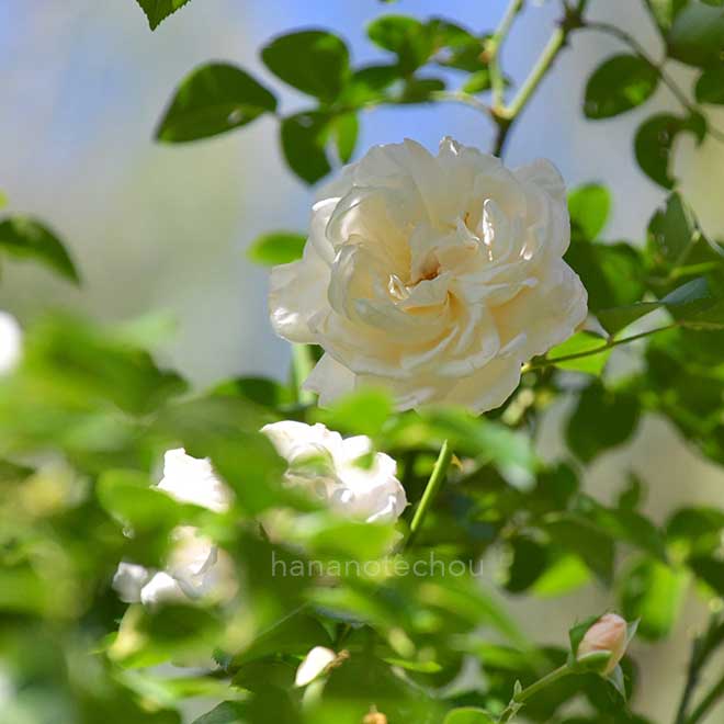 バラ サマー メモリーズ｜花の手帖の薔薇図鑑