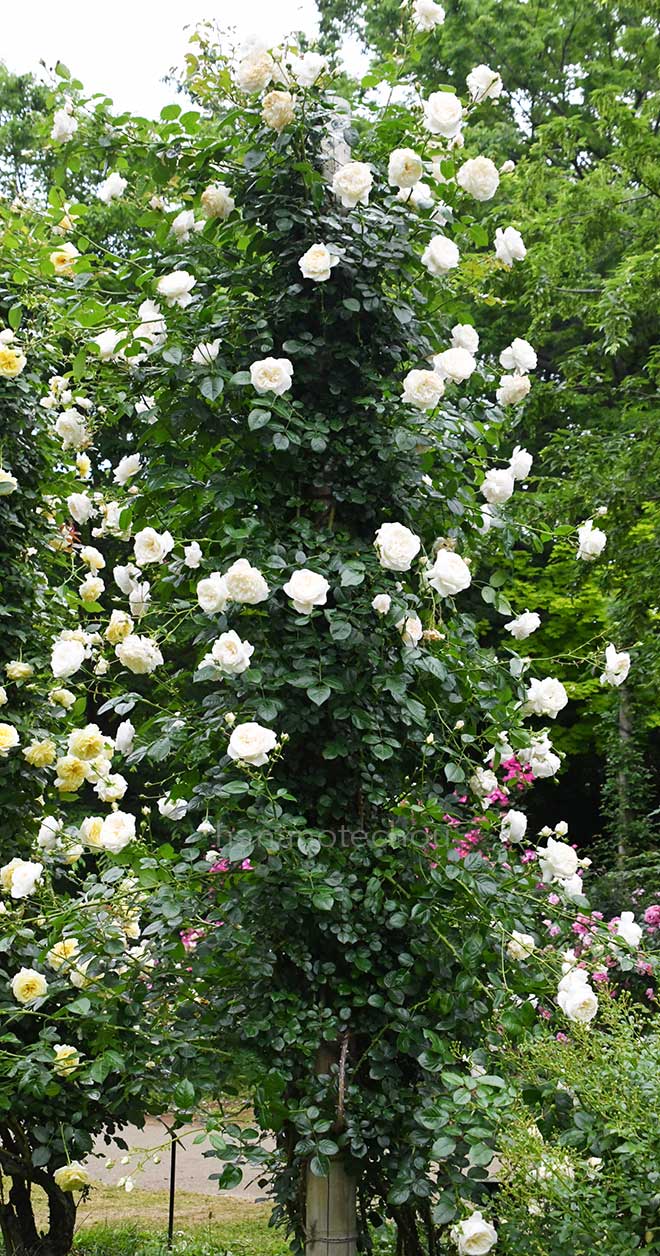 バラ サマー メモリーズ｜花の手帖の薔薇図鑑