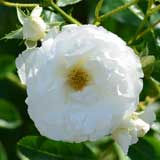 バラ サマースノー｜花の手帖の薔薇図鑑