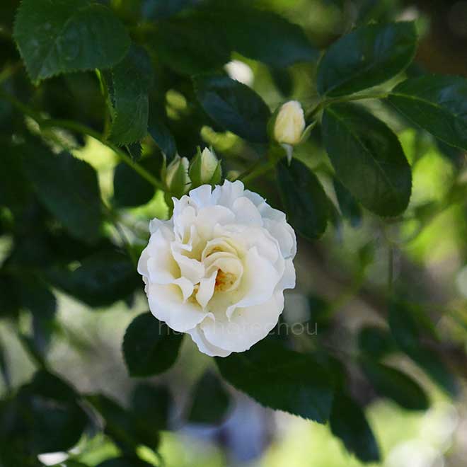 バラ つるサマースノー｜花の手帖の薔薇図鑑