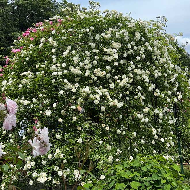 バラ つるサマースノー｜花の手帖の薔薇図鑑