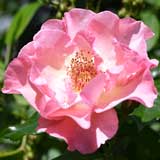 バラ サマーワイン｜花の手帖の薔薇図鑑