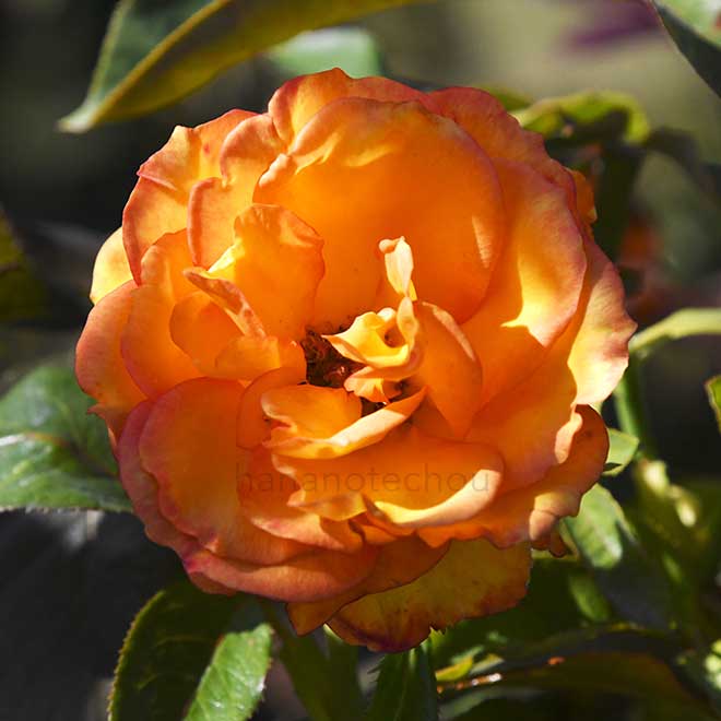 バラ サンダンス｜花の手帖の薔薇図鑑