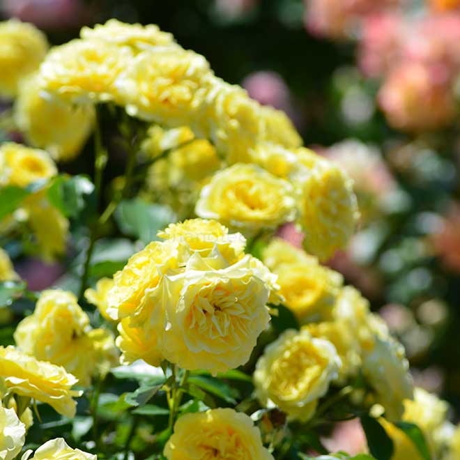 バラ サンライト ロマンティカ｜花の手帖の薔薇図鑑