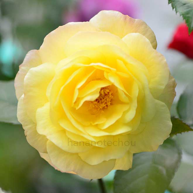 バラ サニー アバンダンス｜花の手帖の薔薇図鑑