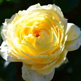 バラ サニーアンティーク｜花の手帖の薔薇図鑑