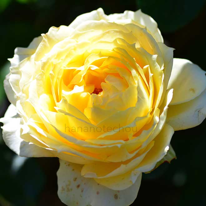 バラ サニー アンティーク｜花の手帖の薔薇図鑑