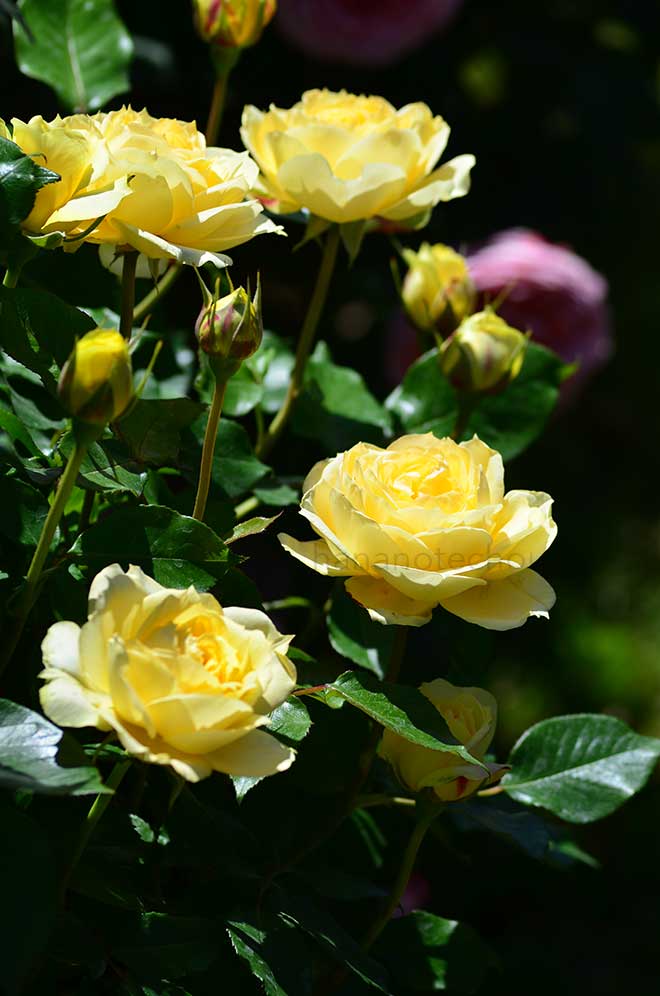 バラ サニー アンティーク｜花の手帖の薔薇図鑑