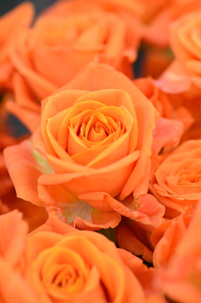 バラ サニー デイ｜花の手帖の薔薇図鑑