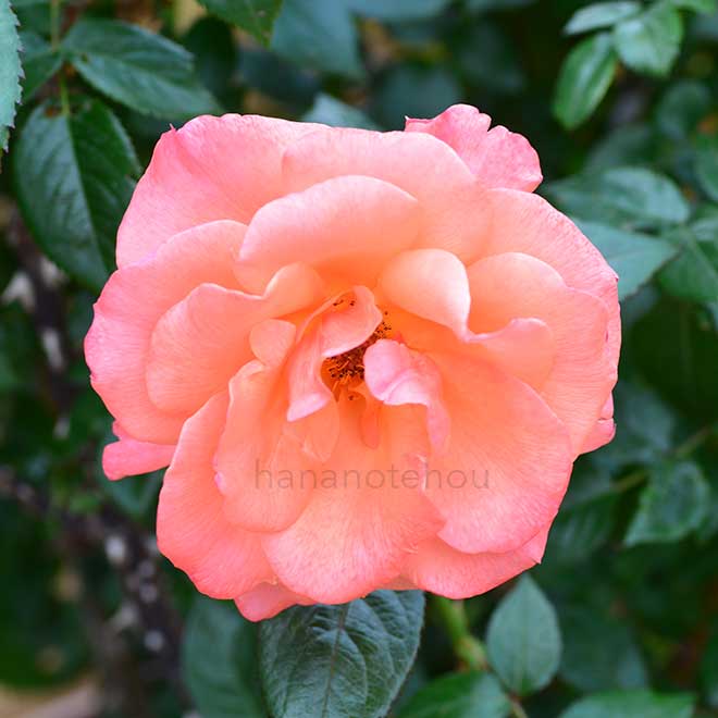 バラ サンセットブルバード｜花の手帖の薔薇図鑑