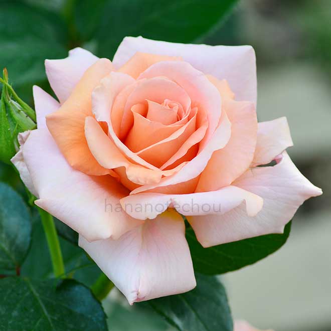 バラ サンセットセレブレーション｜花の手帖の薔薇図鑑