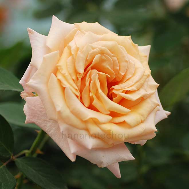 バラ サンセットセレブレーション｜花の手帖の薔薇図鑑