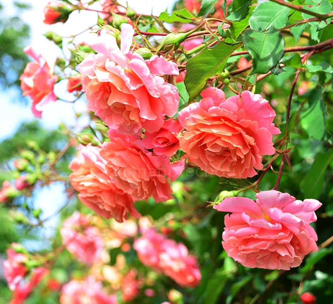 バラ サンセット グロウ｜花の手帖の薔薇図鑑