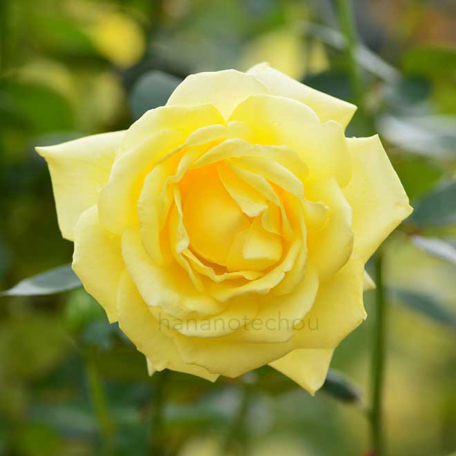 バラ サンシルク｜花の手帖の薔薇図鑑