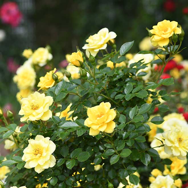 バラ サンスプラッシュ｜花の手帖の薔薇図鑑