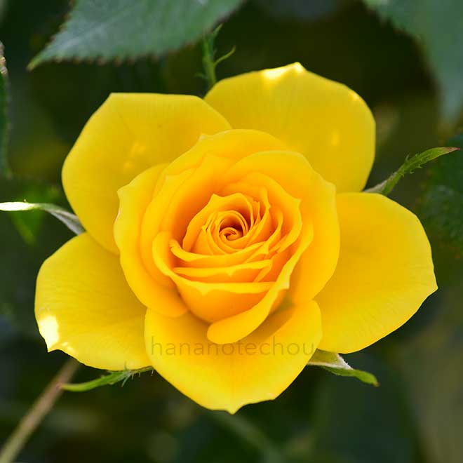 バラ サン スプリンクルズ｜花の手帖の薔薇図鑑