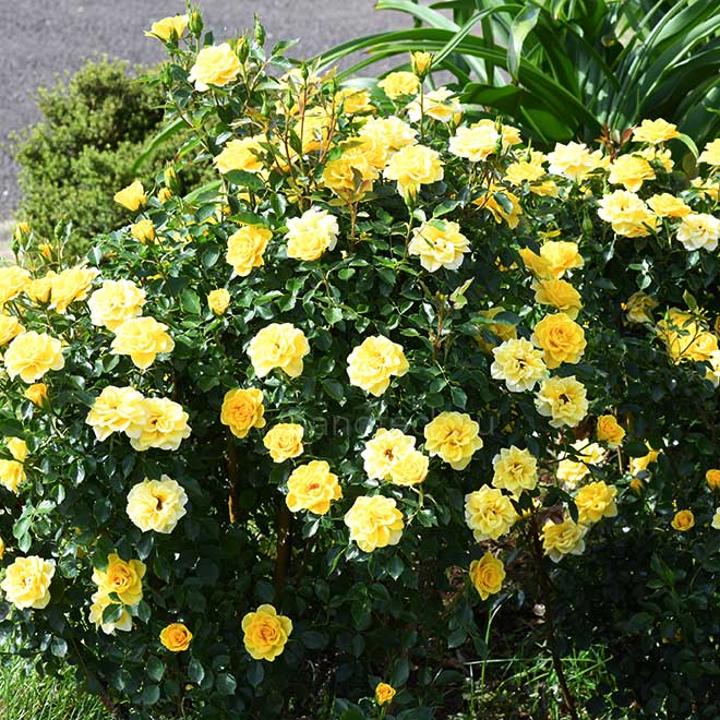 バラ サン スプリンクルズ｜花の手帖の薔薇図鑑