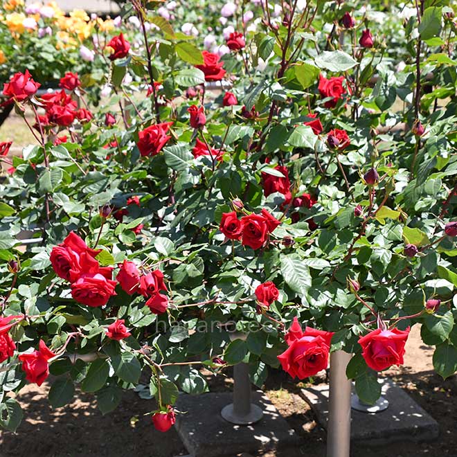 バラ つる スーパースター｜花の手帖の薔薇図鑑