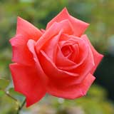 バラ スーパースター｜花の手帖の薔薇図鑑