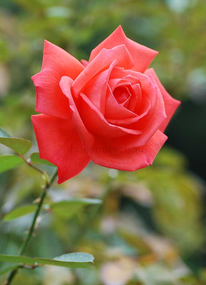 バラ スーパー スター｜花の手帖の薔薇図鑑