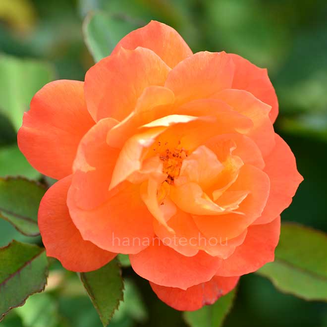 バラ スーパー トローパー｜花の手帖の薔薇図鑑