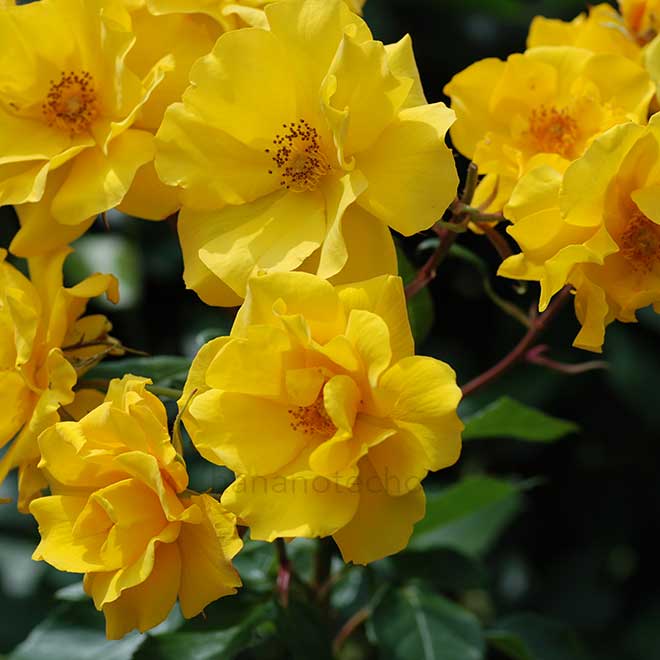 バラ サプライズ｜花の手帖の薔薇図鑑