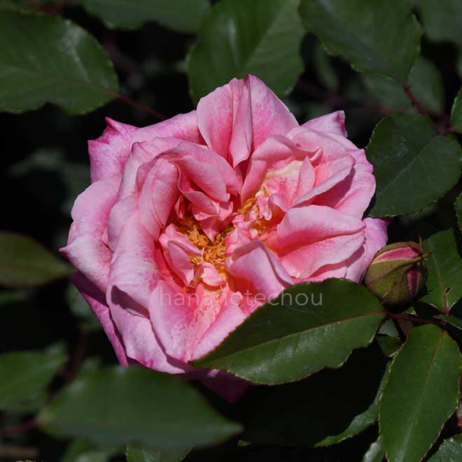 バラ スヴニールデメードゥデシェーヌ｜花の手帖の薔薇図鑑