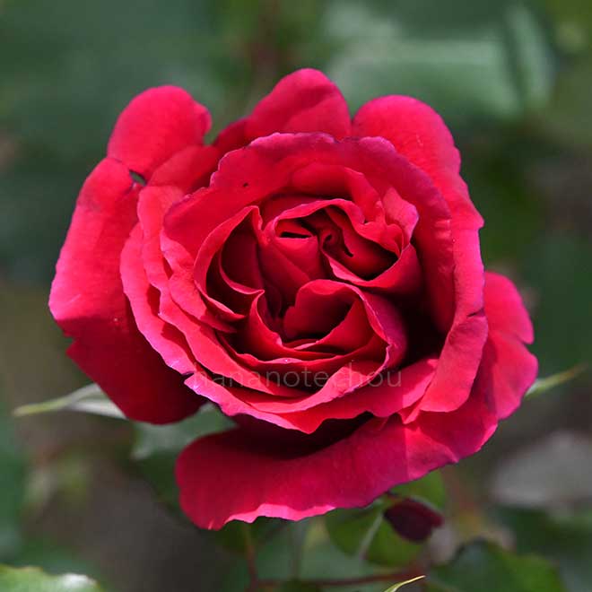 バラ スヴニールドゥクラウディウスディノユー｜花の手帖の薔薇図鑑