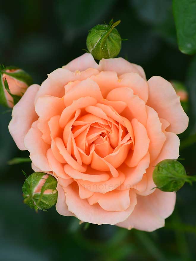 バラ スイート ドリーム｜花の手帖の薔薇図鑑