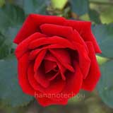 バラ ｜花の手帖の薔薇図鑑