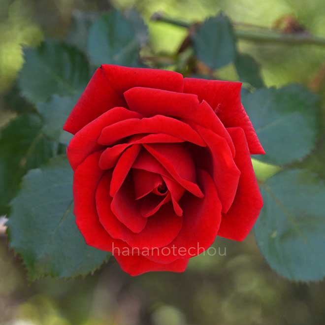 バラ シンパシー｜花の手帖の薔薇図鑑