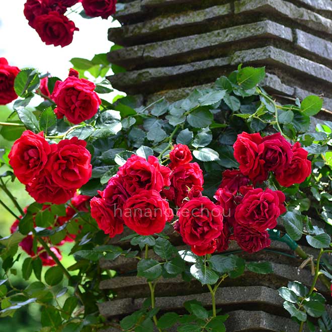 バラ シンパシー｜花の手帖の薔薇図鑑