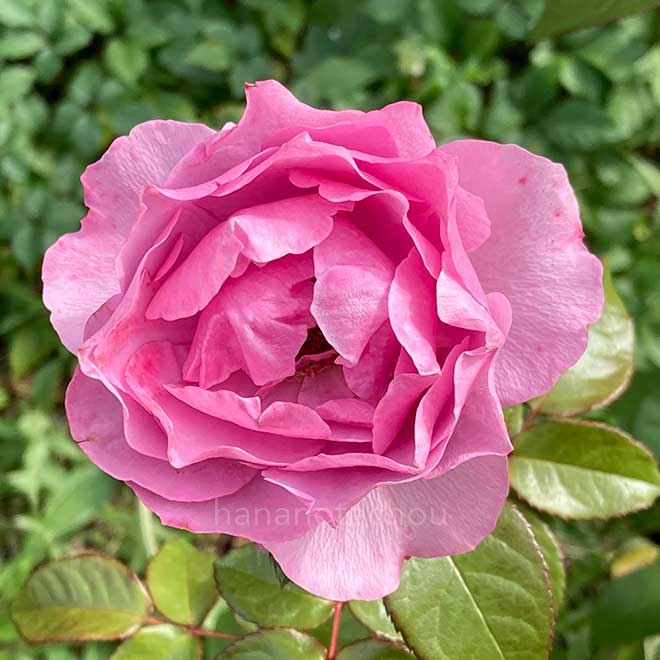 バラ シュリンクス｜花の手帖の薔薇図鑑