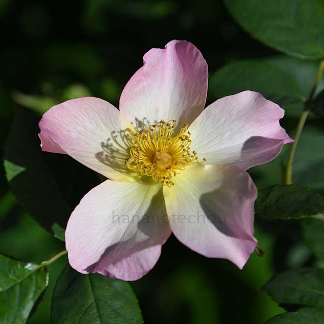 バラ ジ アレキサンドラ ローズ｜花の手帖の薔薇図鑑