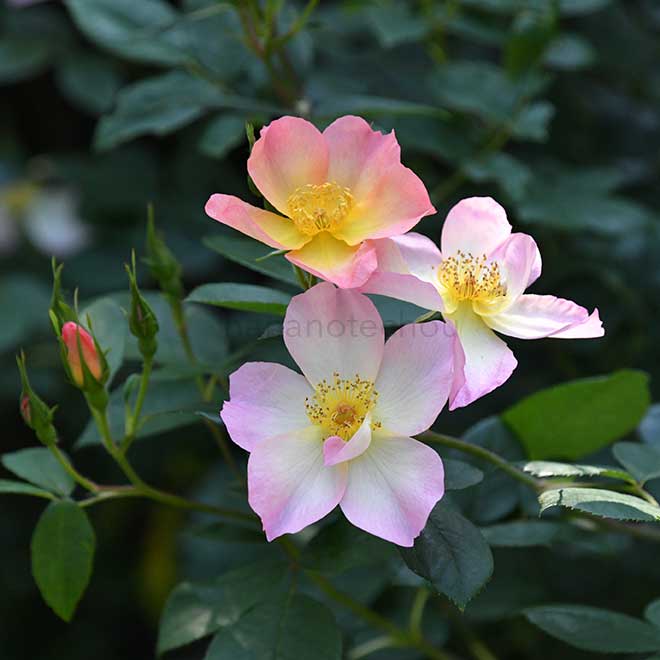 バラ ジ アレキサンドラ ローズ｜花の手帖の薔薇図鑑