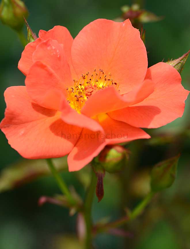 バラ ジ エドワーディアン レディ｜花の手帖の薔薇図鑑