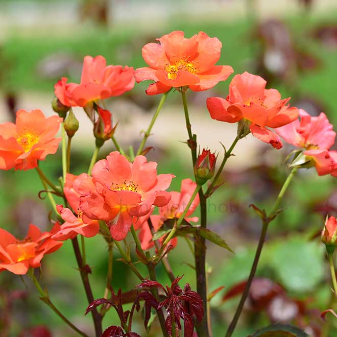 バラ ジ エドワーディアン レディ｜花の手帖の薔薇図鑑
