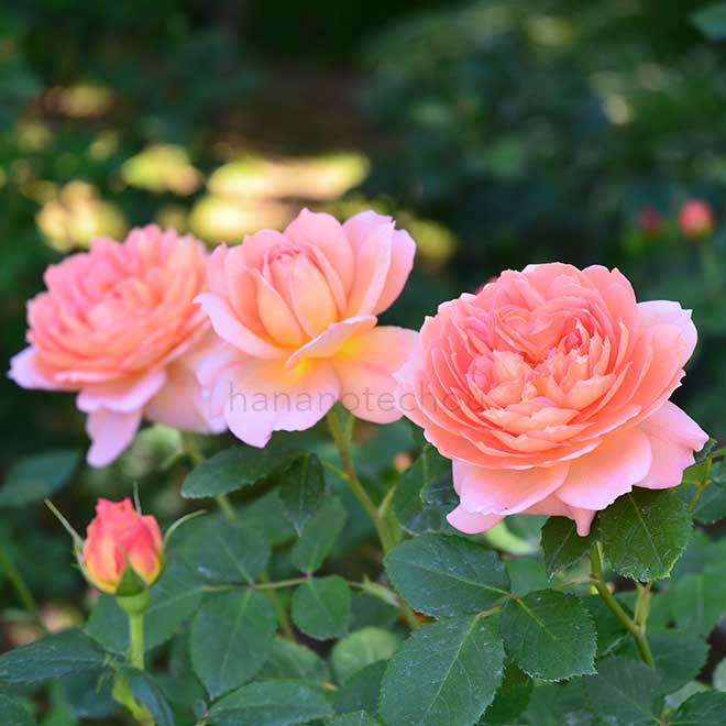 バラ ジ エンデバー｜花の手帖の薔薇図鑑