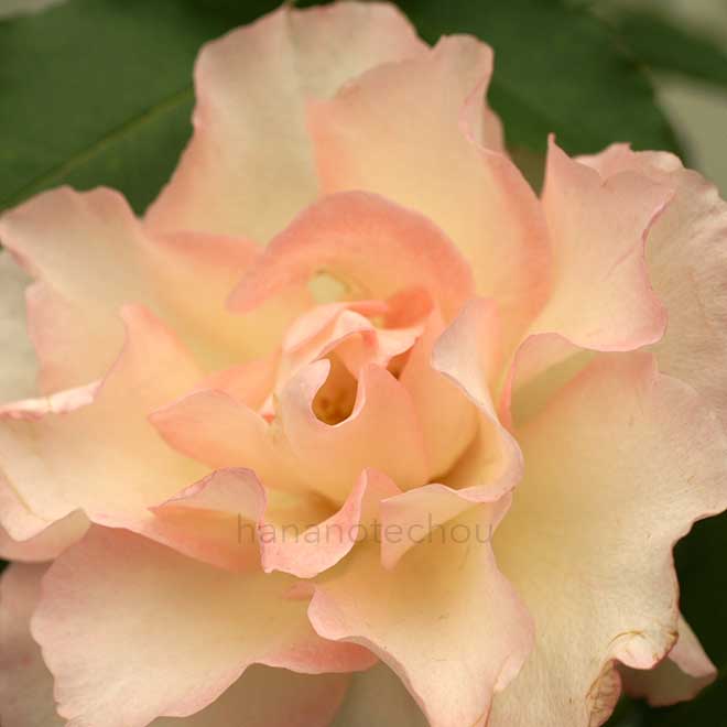 バラ ザ フィッシャーマンズ　コット｜花の手帖の薔薇図鑑