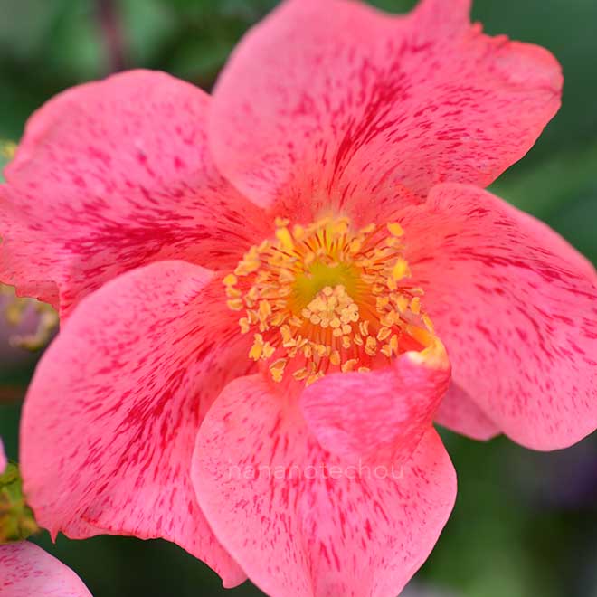 バラ ザ インポスター｜花の手帖の薔薇図鑑