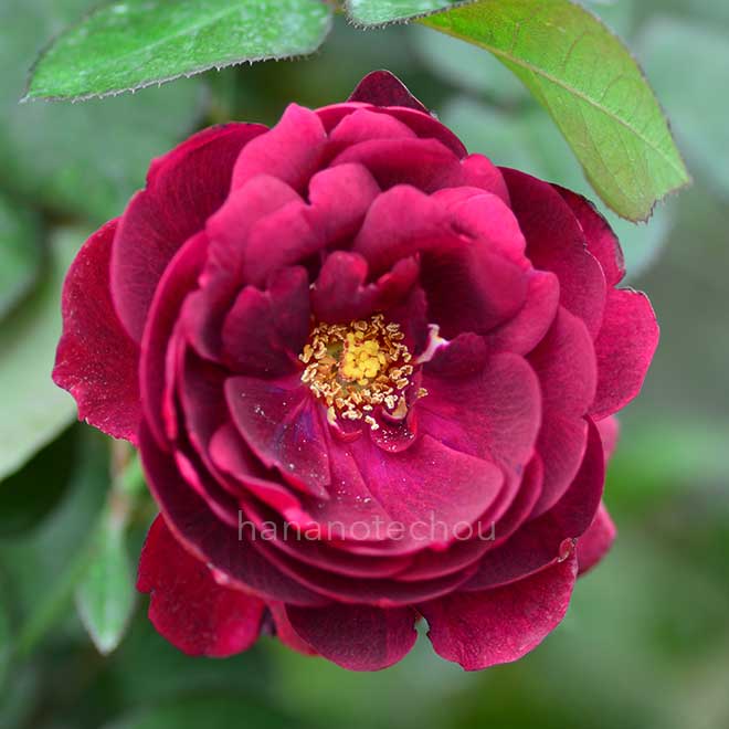 バラ ザ ナイト｜花の手帖の薔薇図鑑