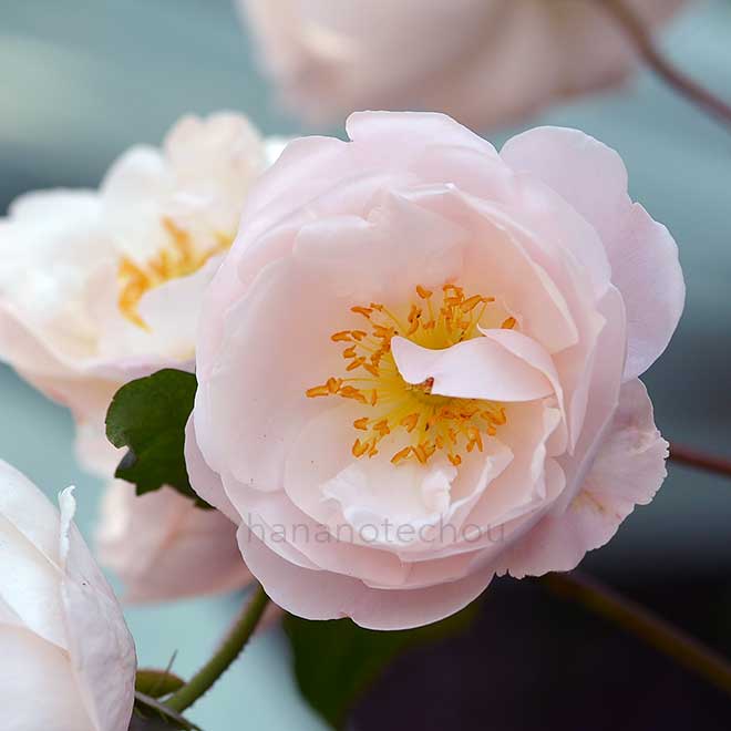 バラ ｜花の手帖の薔薇図鑑