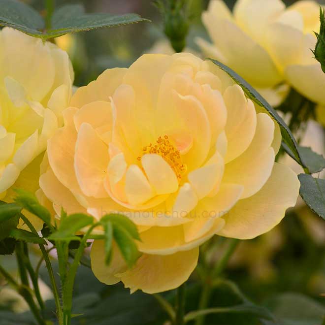 バラ ザ ラーク アセンディング｜花の手帖の薔薇図鑑