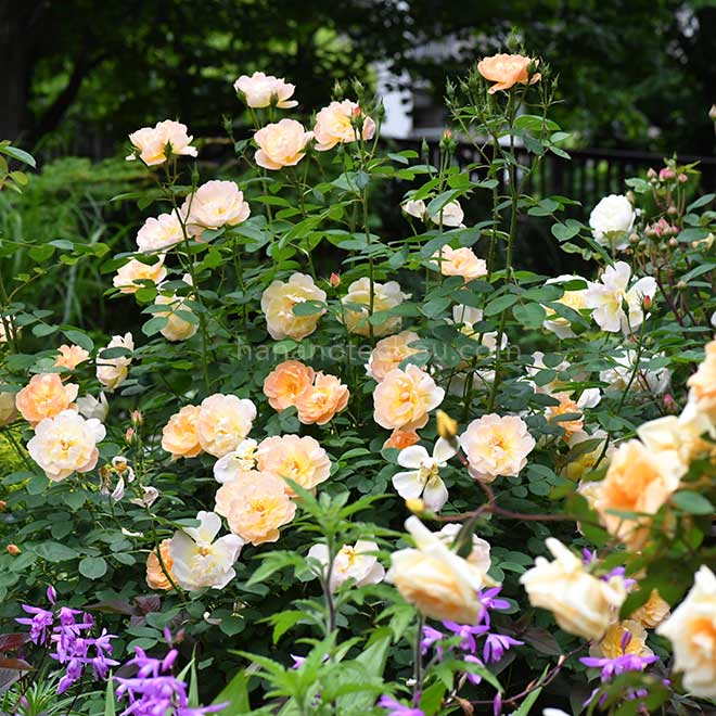 バラ ザ ラーク アセンディング｜花の手帖の薔薇図鑑