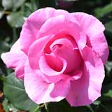 バラ ザ マッカートニー ローズ｜花の手帖の薔薇図鑑